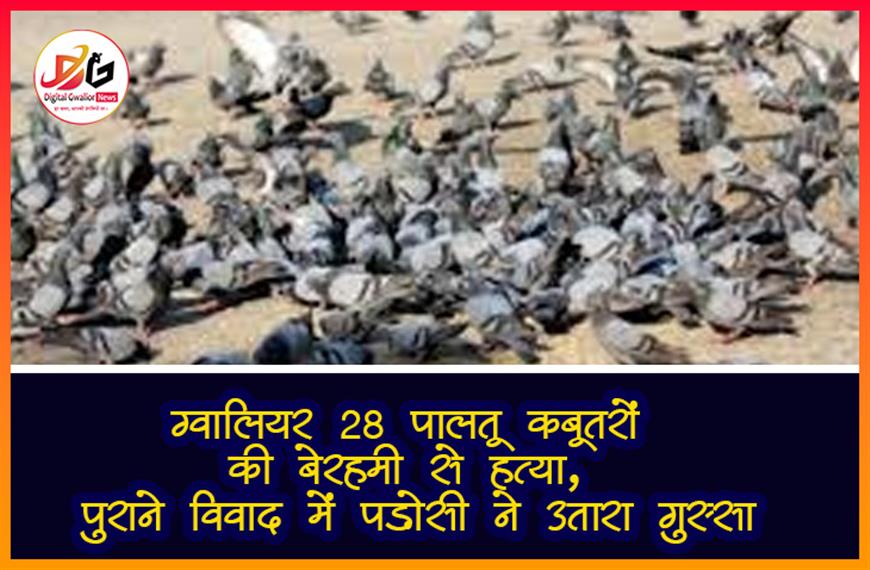 ग्वालियर: 28 पालतू कबूतरों की बेरहमी से हत्या, पुराने विवाद में पड़ोसी ने उतारा गुस्सा